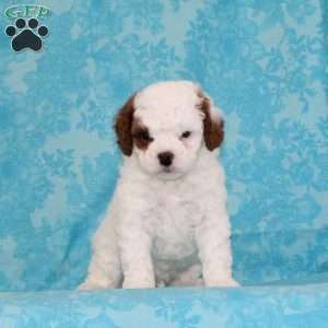 Choco Chip, Cavapoo Puppy